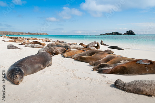 Sleeping sea lions Galapagos