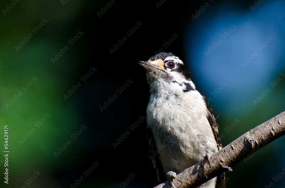 Fototapeta premium Downy Woodpecker Perched on a Branch