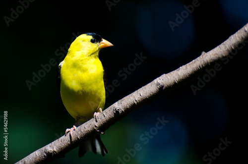 Male American Goldfinch Perched on a Branch