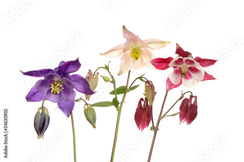 Valokuvatapetti Three aquilegia flowers