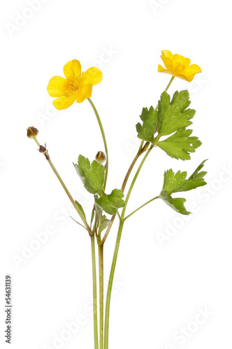 Buttercup
