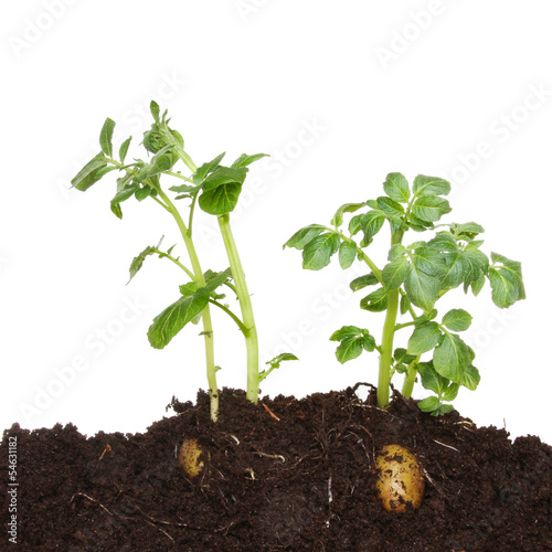 Potato plants in soil