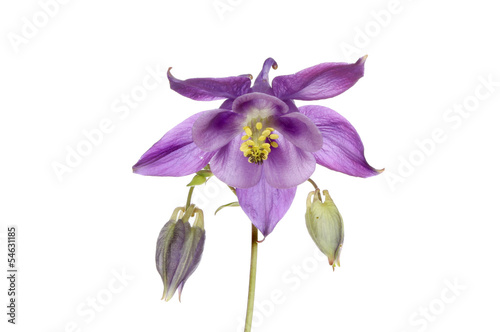 Fotografie, Tablou Purple aquilegia flower