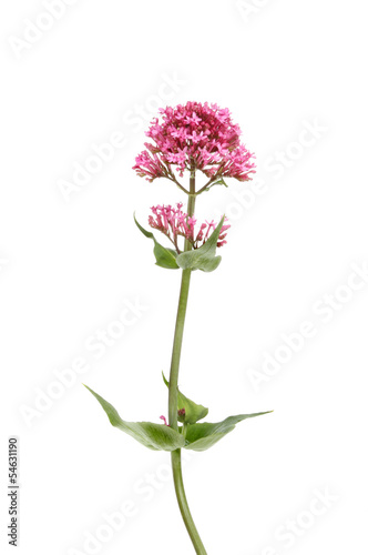 Red Valerian