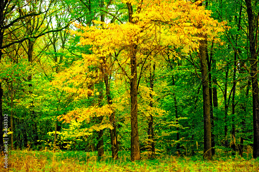 Tree with yellowing leaves in the forest