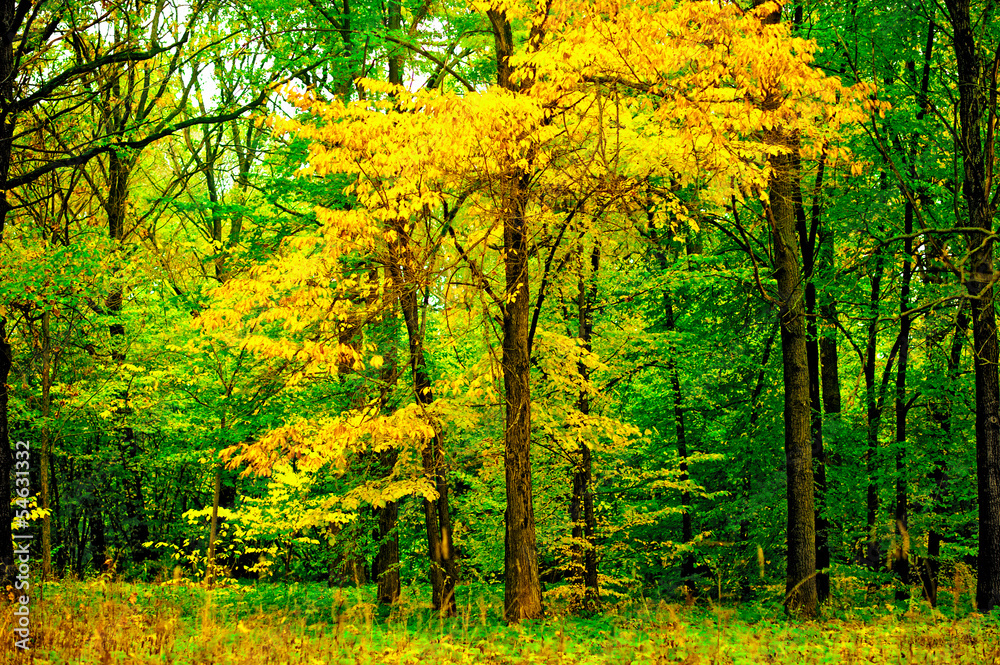 Fototapeta premium Tree with yellowing leaves in the forest