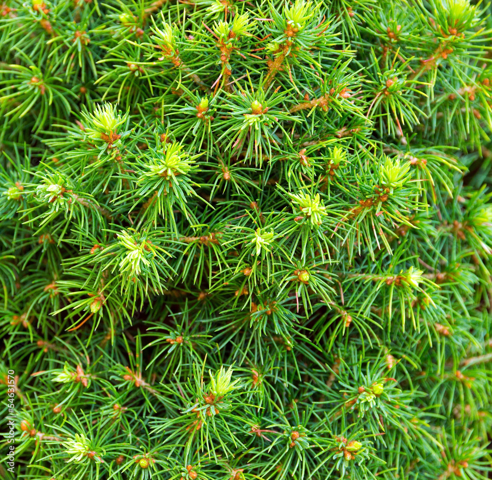 Spruce needles background Spruce needles background