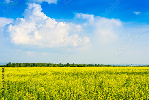 Peaceful rural landscape in wide field