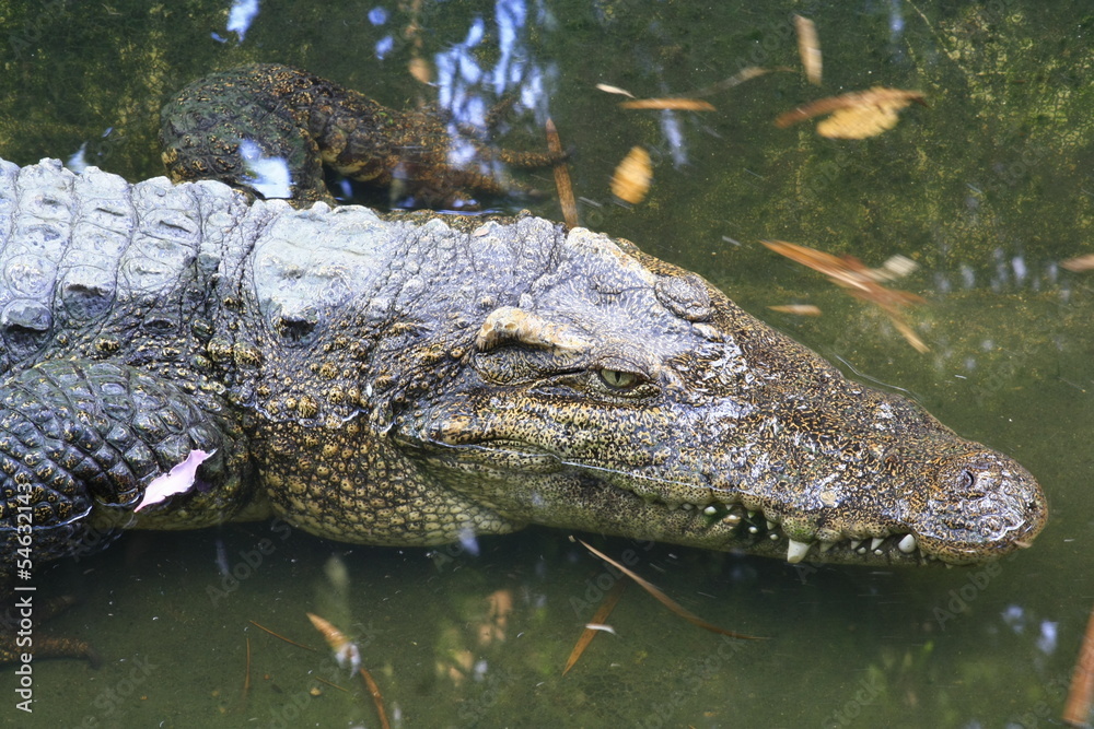 Naklejka premium crocodile head