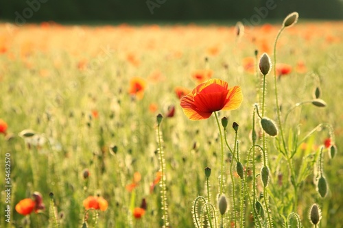 Fototapeta Naklejka Na Ścianę i Meble -  Poppy on a field at dusk