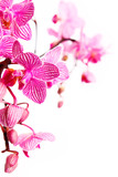 orchid on white