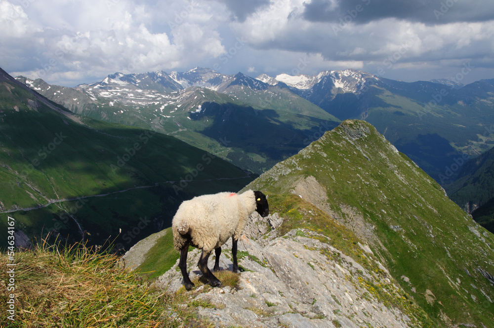 Sheep in austrian Alps