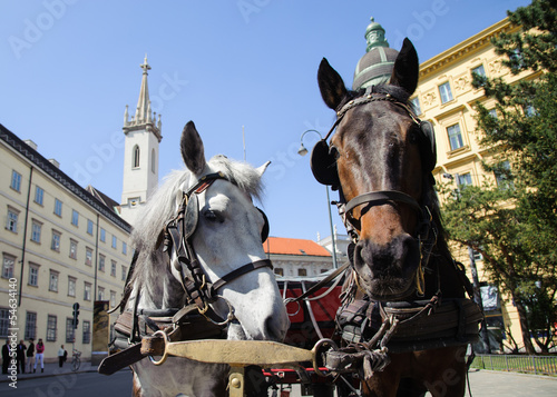 Horses in Vienna