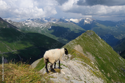 Sheep in austrian Alps © salparadis