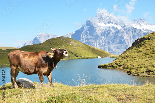 Cow in an Alpine meadow. Jungfrau region, Switzerland