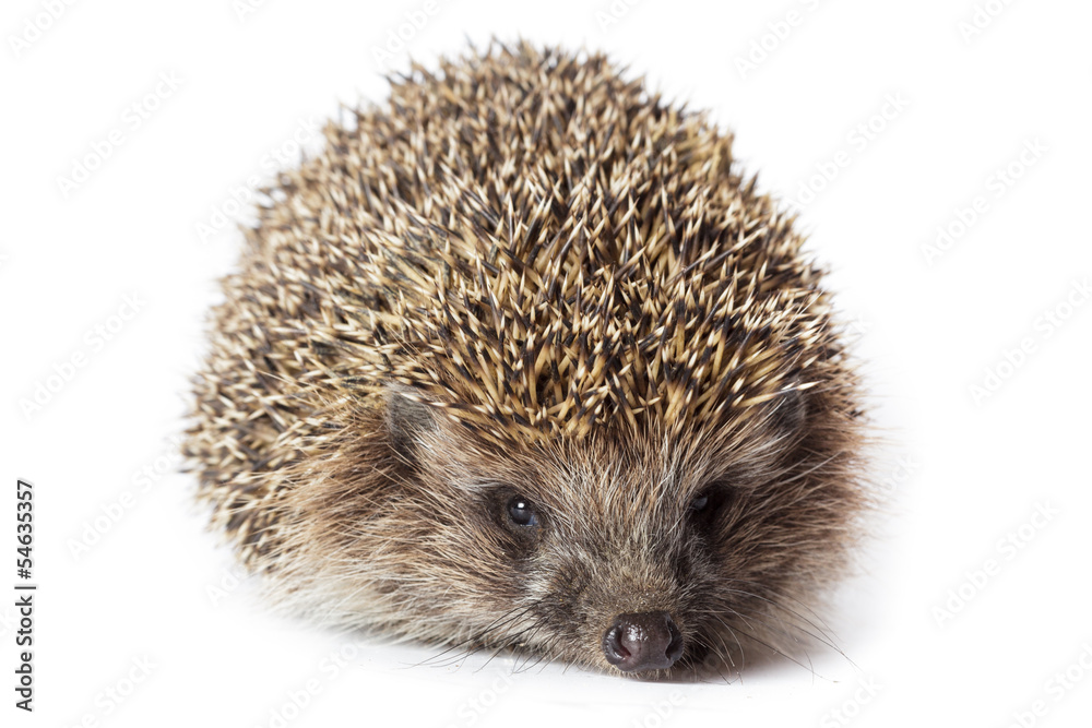 Obraz premium Erinaceus europaeus, western European Hedgehog.