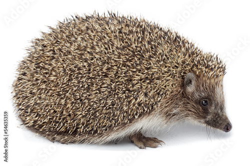 Erinaceus europaeus, western European Hedgehog.