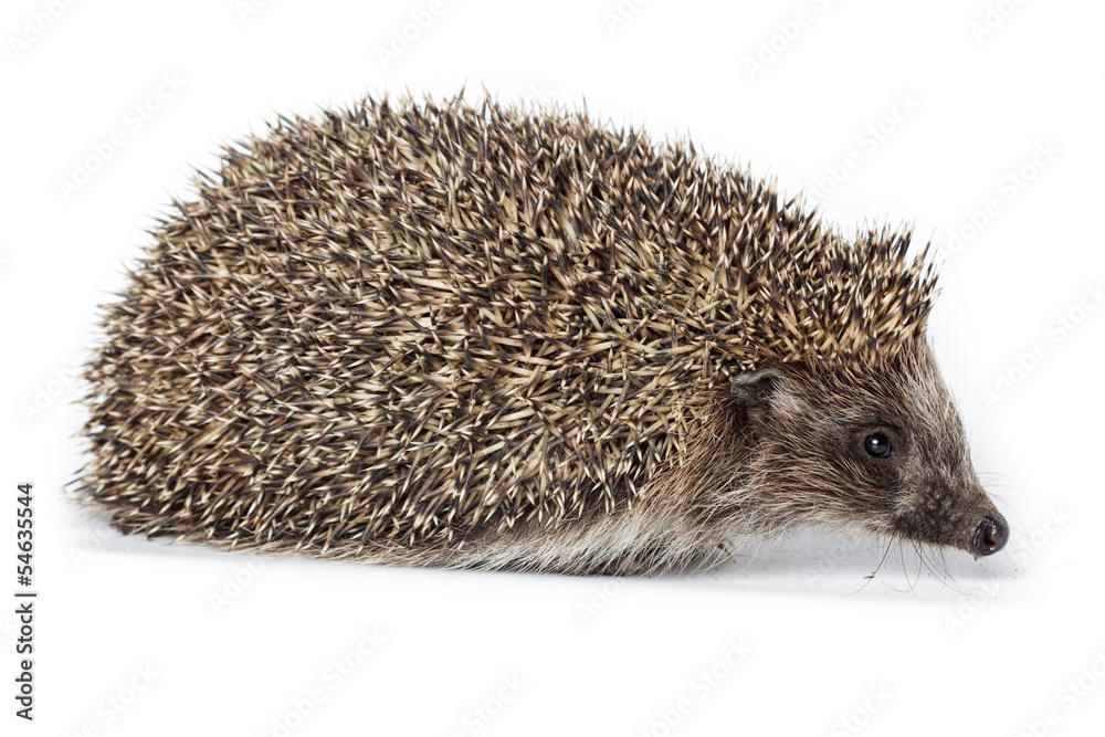Erinaceus europaeus, western European Hedgehog. Erinaceus europaeus, western European Hedgehog.