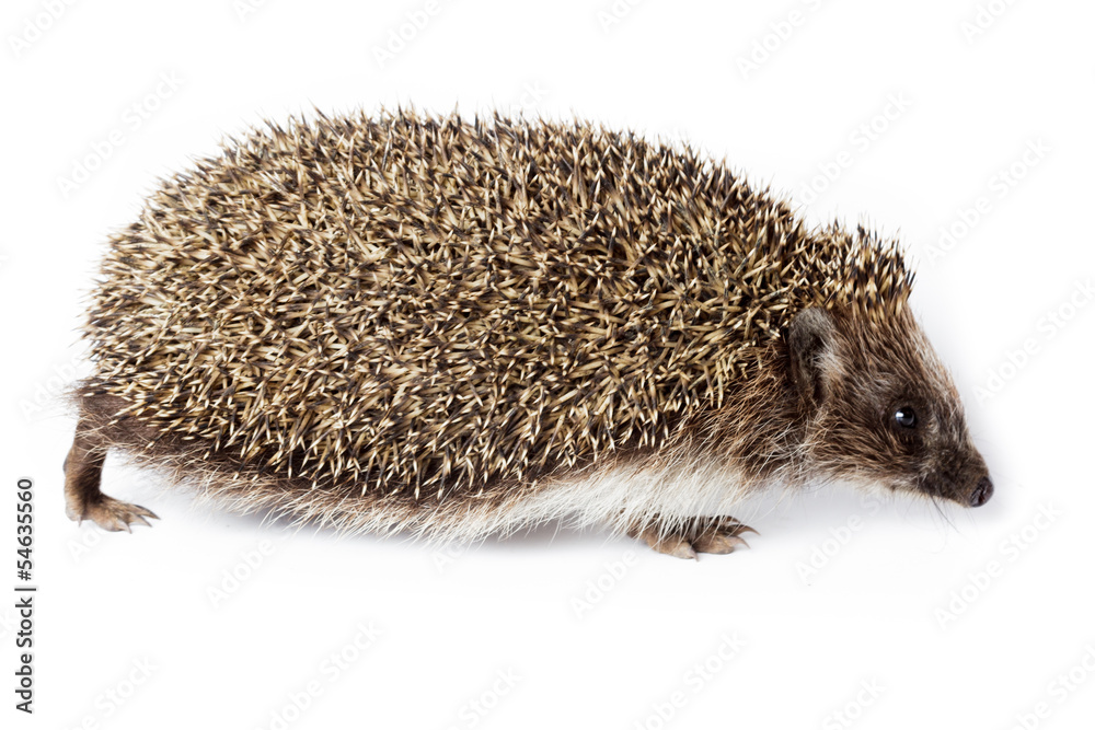 Erinaceus europaeus, western European Hedgehog. Erinaceus europaeus, western European Hedgehog.