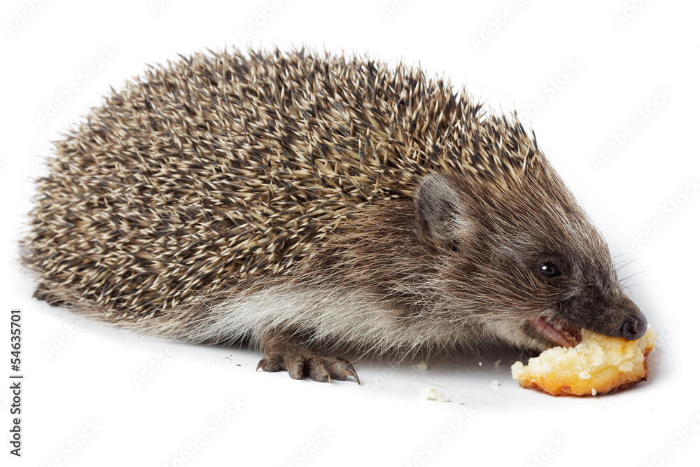 Erinaceus europaeus, western European Hedgehog. Erinaceus europaeus, western European Hedgehog.