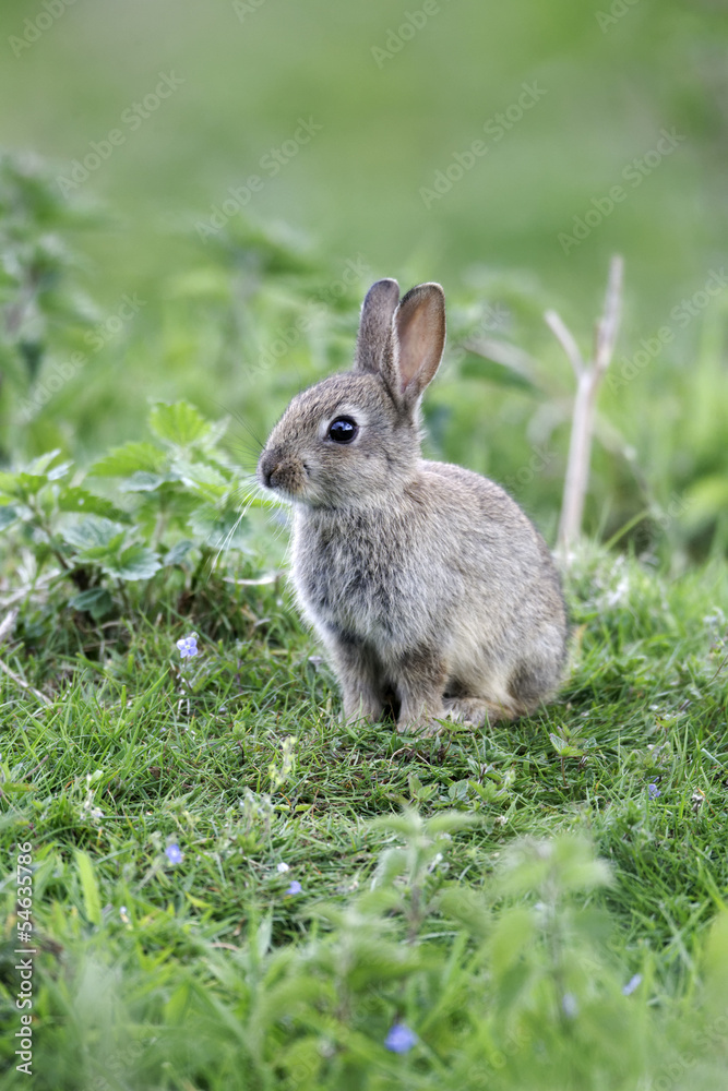 Fototapeta premium Rabbit, Oryctolagus cuniculus