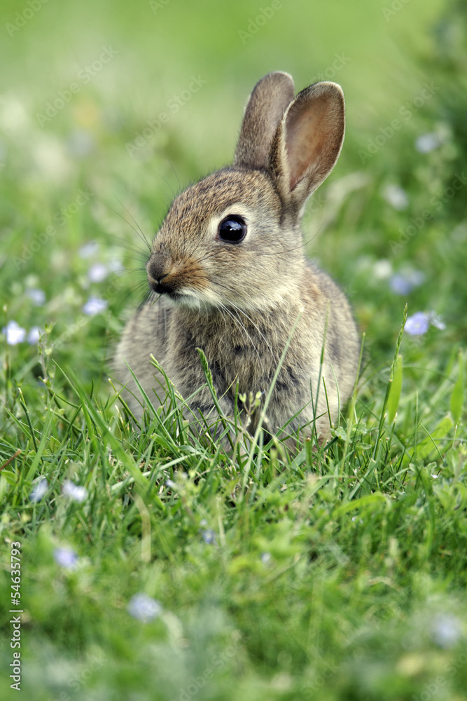 Fototapeta premium Rabbit, Oryctolagus cuniculus