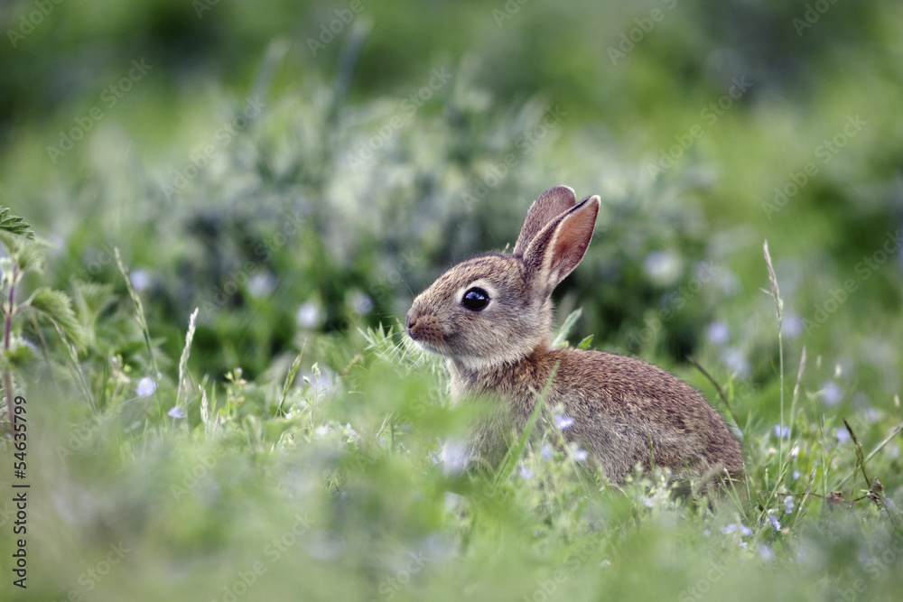 Rabbit, Oryctolagus cuniculus Rabbit, Oryctolagus cuniculus