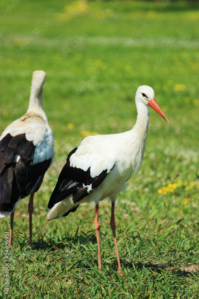 Naklejka premium Adult stork