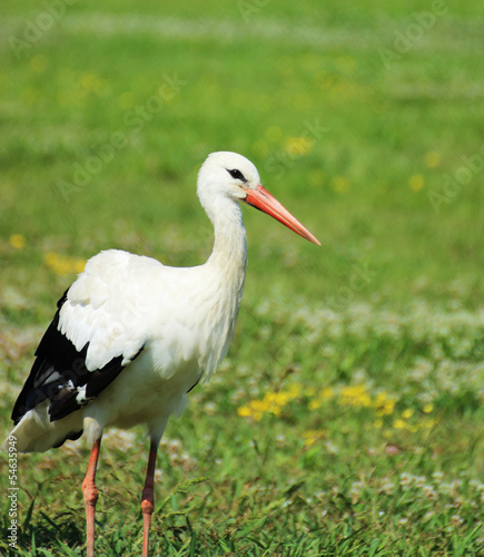Adult stork