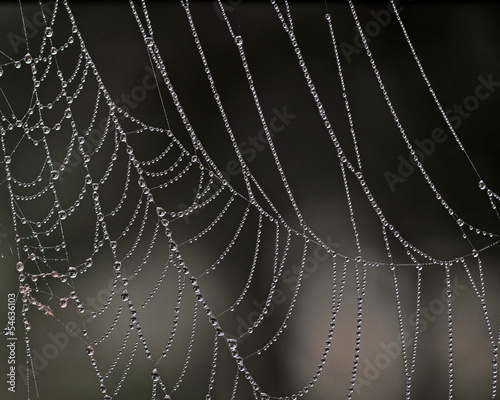 cobweb