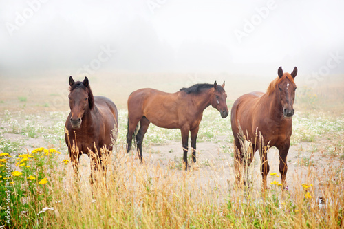 three brown horses © Pink Badger