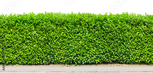 Tall hedge isolated