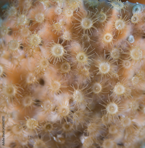 Atlantic Ocean Species of Coral