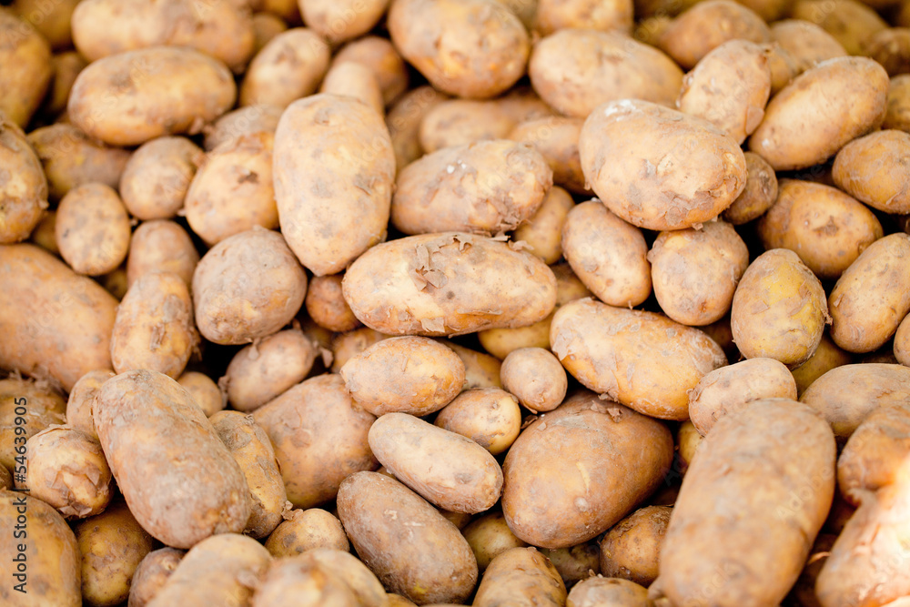 frische kartoffeln auf dem markt im sommer frische kartoffeln auf dem markt im sommer