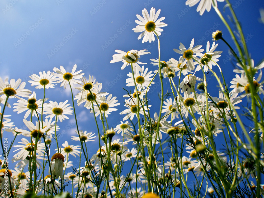 Kamillenblüten Kamillenblüten