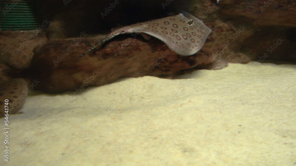 Ocellate River Stingray floating at the bottom of the sand Ocellate River Stingray floating at the bottom of the sand