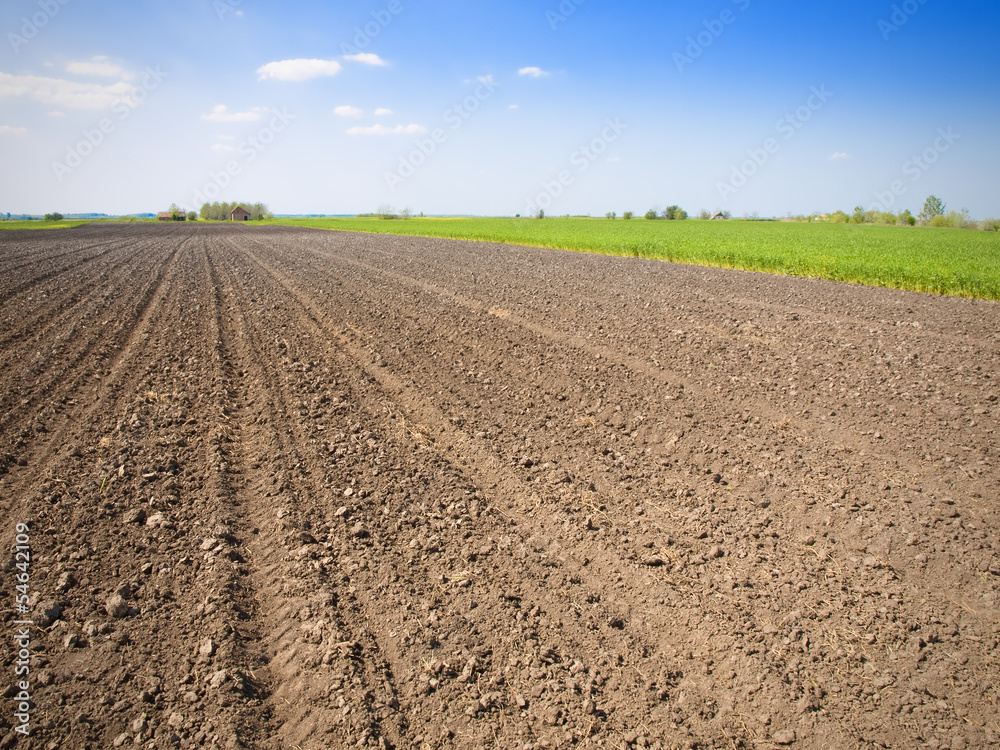 plowed field and green wheat plowed field and green wheat