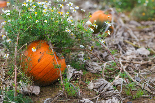 Huge orange ripe pumpkin on field on autumn