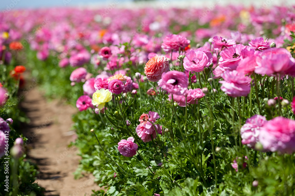 blooming ranunculuses