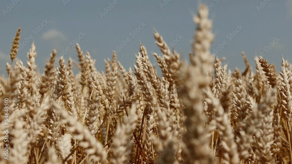 Wheat / wheat on a summer day Wheat / wheat on a summer day
