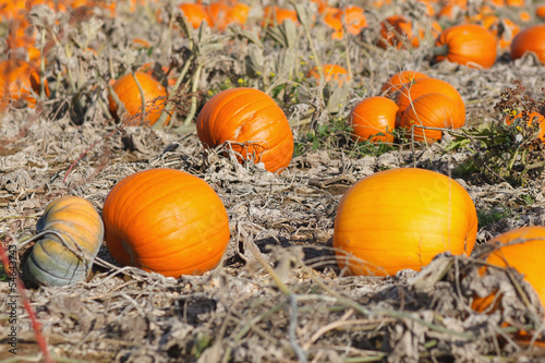 Pumpkin field with different type of pumpkin on autumn day