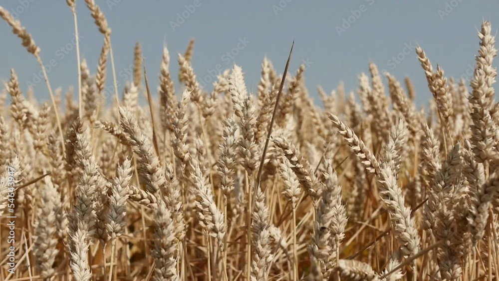 Wheat / wheat on a summer day Wheat / wheat on a summer day