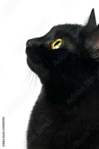 Black cat portrait in profile isolated on white