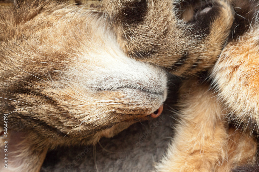 Close-up of lazy tabby cat sleeping on grey rug. Close-up of lazy tabby cat sleeping on grey rug.
