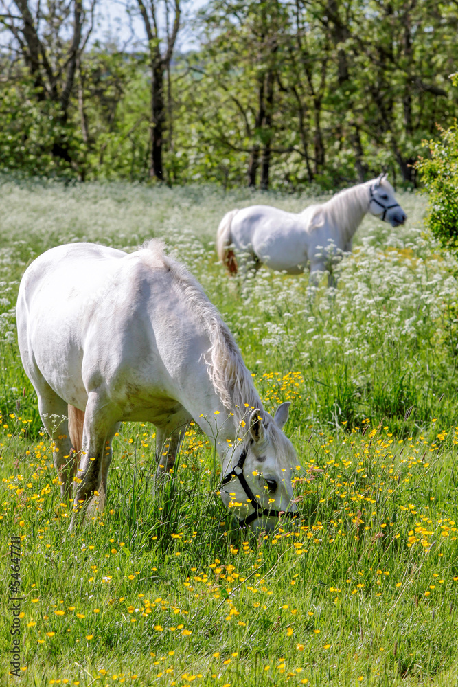 Fototapeta premium Zwei weiße Schimmel auf grüner Weide