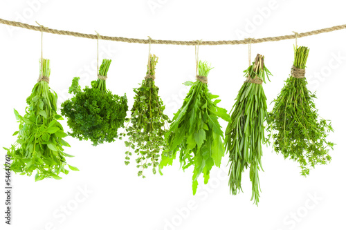 Set of Spice Herbs / Hanging and Drying / isolated on white bac