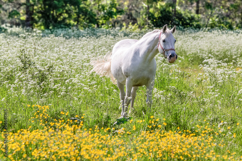 Weißer Schimmel in Blumenwiese © cmfotoworks