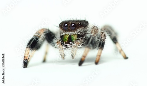 Phidippus regius Jumping Spider isolated