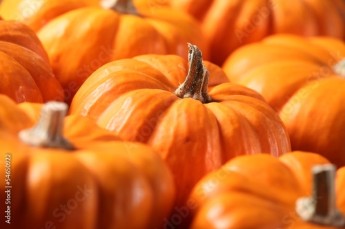 Fototapeta Closeup of  many small pumpkins.