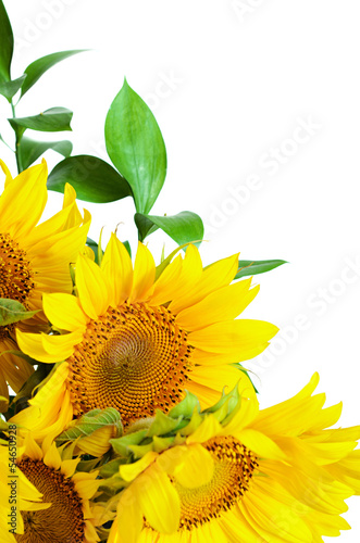 Fototapeta Naklejka Na Ścianę i Meble -  Sunflowers